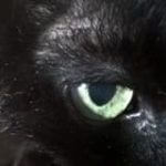 Ojo de gato negro