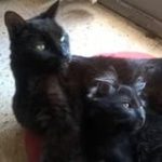 Dos gatos negros