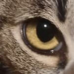 Ojo de gata atigrada