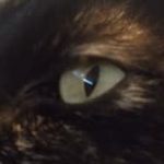 Ojo de gata de colores