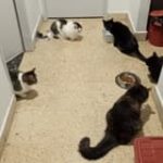 Cinco gatos comiendo